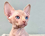 Кошки в Москве: Канадский Сфинкс Edward Мальчик, 55 000 руб. - фото 3
