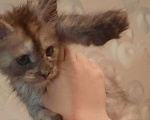 Кошки в Калуге: Котёнок мейн-кун, приносит в дом счастье Девочка, 25 000 руб. - фото 2