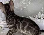 Кошки в Москве: Бенгальские котята серебро с родословной  Мальчик, Бесплатно - фото 3
