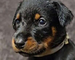 Собаки в Москве: Щенки добермана Девочка, Бесплатно - фото 2