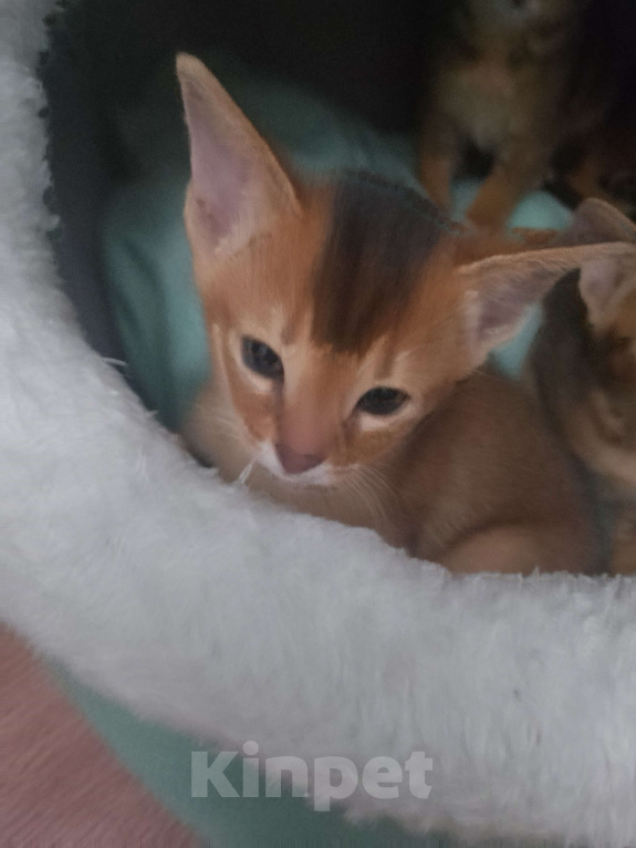 Кошки в Москве: Абиссинские котята Девочка, 30 000 руб. - фото 1