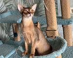 Кошки в Краснодаре: Абиссинский котик Мальчик, 25 000 руб. - фото 6