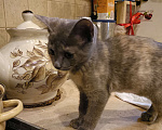 Кошки в Санкт-Петербурге: Мася Девочка, Бесплатно - фото 4