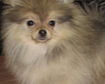 Собаки в Москве: Мальчик Померанского шпица Мальчик, Бесплатно - фото 1