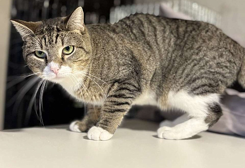 Лёха ищет дом