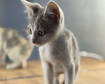 Кошки в Новочеркасске: Трёхцветный котёнок от родителей крысоловов Девочка, 100 руб. - фото 3