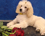 Собаки в Санкт-Петербурге: Девочка среднего пуделя,белого окраса Девочка, 100 000 руб. - фото 1