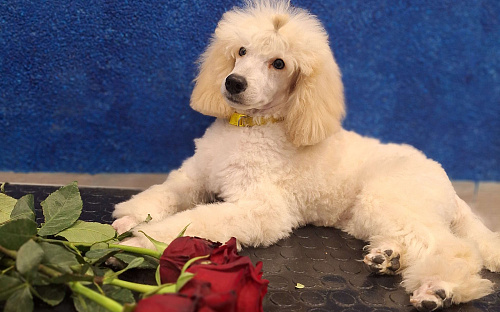 Девочка среднего пуделя,белого окраса