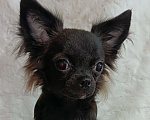 Собаки в Новосибирске: Щенок Чихуахуа Мальчик, 60 000 руб. - фото 5