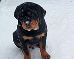 Собаки в других городах Московской области: Щенки ротвейлера Мальчик, Бесплатно - фото 2