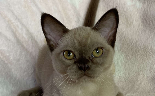 Шоколадная бурманская девочка Bell