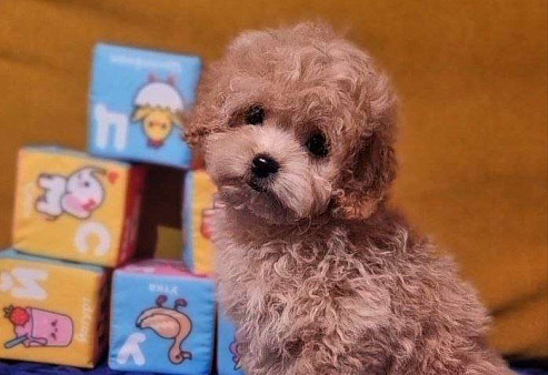 Пушон Бетти