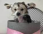 Собаки в Одинцово: Щенок китайской хохлатой собаки Девочка, 40 000 руб. - фото 3