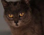 Кошки в Санкт-Петербурге: Кошка ждёт семью Девочка, Бесплатно - фото 2