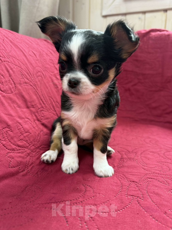 Собаки в других городах Московской области: Девочка чихуахуа Герда Девочка, 50 000 руб. - фото 1