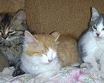 Кошки в Губкине: Ласковые котята в добрые руки Девочка, Бесплатно - фото 1