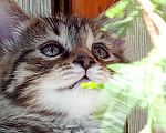 Кошки в Михайловске: 2 котёнка - котик Макс ♥️ и кошечка Веста 🩷 - ищут дом и любимых хозяев Девочка, Бесплатно - фото 5
