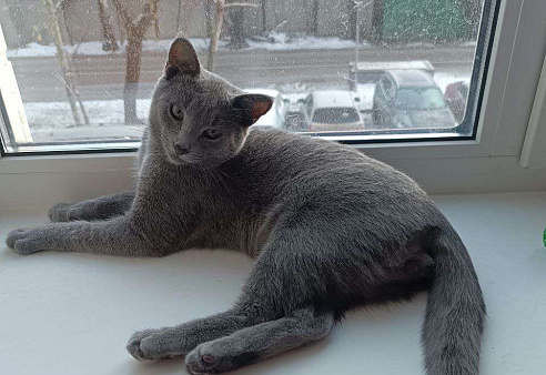 Голубой котенок Аркадий ищет дом