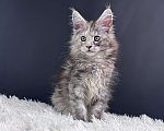 Кошки в Москве: Котенок Мейн Кун Девочка, 60 000 руб. - фото 6