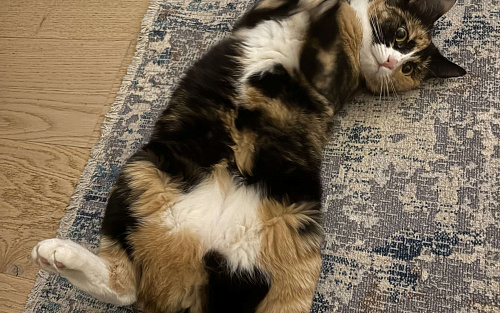 Котенок Яшма