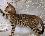Кошки в Москве: Бенгальский котёнок  Мальчик, Бесплатно - фото 6