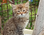 Кошки в Михайловске: 2 котёнка - котик Макс ♥️ и кошечка Веста 🩷 - ищут дом и любимых хозяев Мальчик, Бесплатно - фото 2