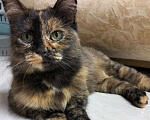 Кошки в Дмитрове: Черепашка Барабулька ищет дом. Девочка, Бесплатно - фото 1