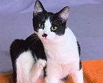 Кошки в Москве: Смешной, милый  котёнок Коржик с мухой на носу ищет дом и семью! Мальчик, Бесплатно - фото 3