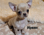 Собаки в Москве: 🔥Супер красивый💙 Чихуахуа мальчик💙 Мальчик, Бесплатно - фото 1