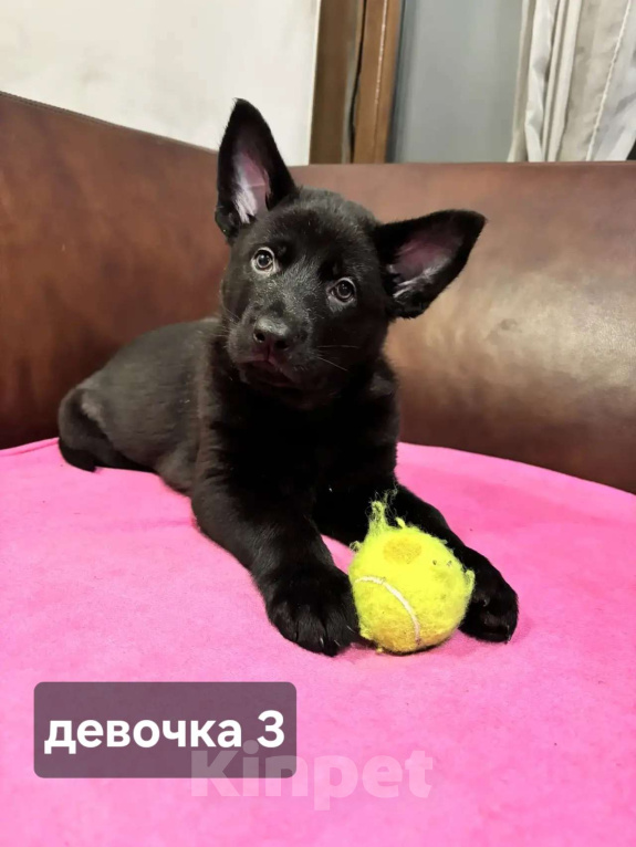 Собаки в Новосибирске: Щенки Немецкой овчарки Разнополые, 20 000 руб. - фото 1