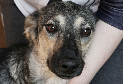 Весёлая собака Нора в поисках дома