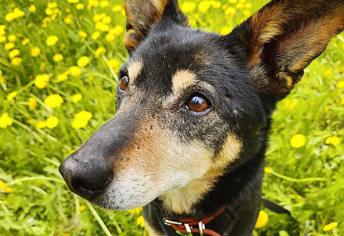 Изящный пес Тюбик из приюта ищет дом 