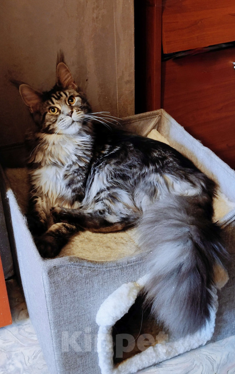 Кошки в Москве: Девочка - "меховое облачко" с длиннющим кистями Девочка, 50 000 руб. - фото 4