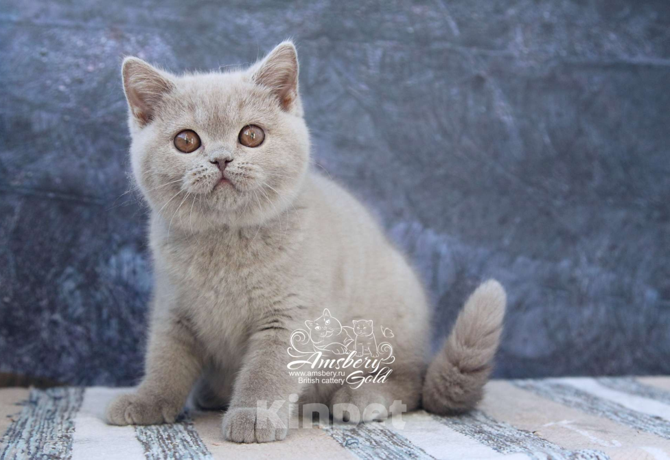 Кошки в Санкт-Петербурге: Лиловая британская кошечка! Девочка, 50 000 руб. - фото 2