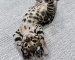 Кошки в Москве: Бенгальский котёнок Девочка, 35 000 руб. - фото 4