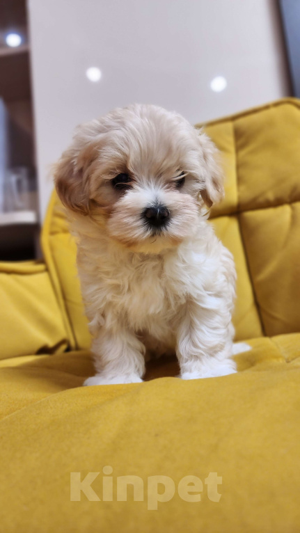 Собаки в Москве: Мальтипу ф1 девочка Девочка, 99 900 руб. - фото 1