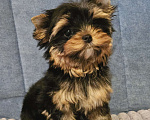 Собаки в Москве: Небольшая девочка йорка  Девочка, 120 000 руб. - фото 1