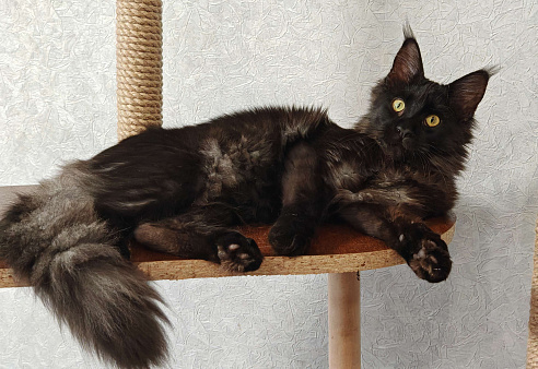 Пушистая красотка