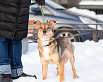 Собаки в Санкт-Петербурге: Очень трогательная собачка Девочка, Бесплатно - фото 1