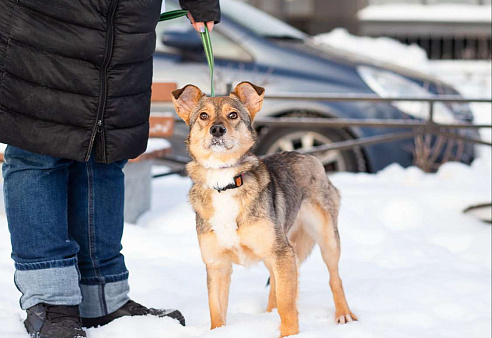 Очень трогательная собачка