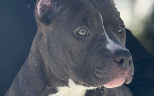 Американский булли девочка