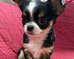 Собаки в других городах Московской области: Девочка чихуахуа Герда Девочка, 50 000 руб. - фото 1