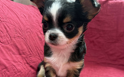 Девочка чихуахуа Герда