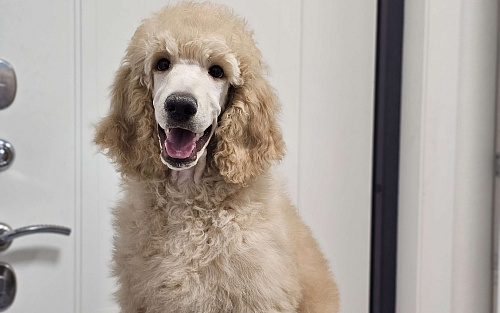 Идеальный щенок королевского большого пуделя