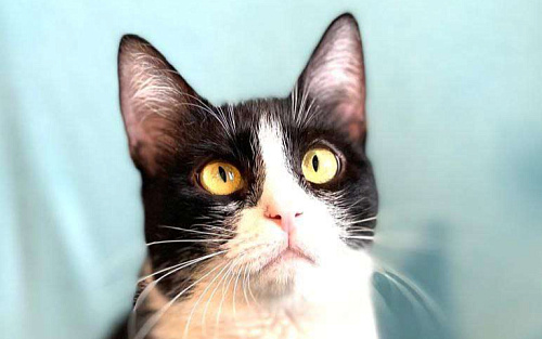 Объявление: Шакшука, кошка из мультика, Бесплатно, Москва