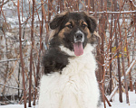 Собаки в Москве: Плюшевый Мишка Кай, 1.5 года Мальчик, Бесплатно - фото 3