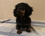 Собаки в Москве: Черно-подпалый мальчик длинношерстной таксы Мальчик, 50 000 руб. - фото 3