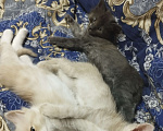 Кошки в Севастополе: Ищу хорошего хозяина Девочка, Бесплатно - фото 4