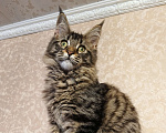 Кошки в Москве: Котята Мейн-Кун из питомника Девочка Девочка, 37 000 руб. - фото 2