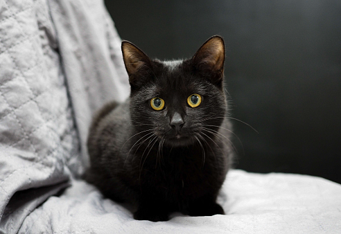 Нежный и ласковый котёнок в добрые руки 